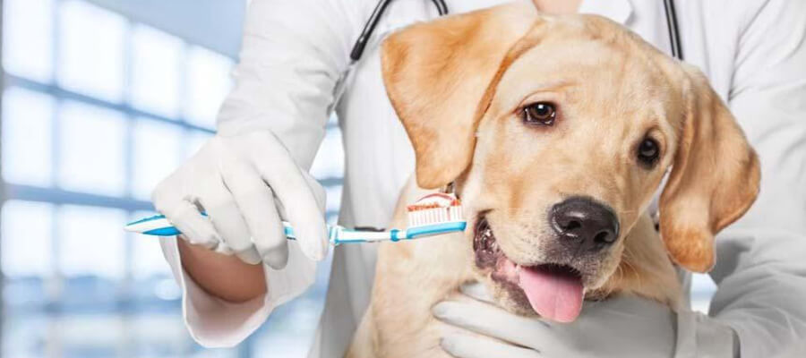 How to Keep Your Dog’s Teeth Clean and Healthy